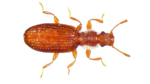 Dienerella clathrata